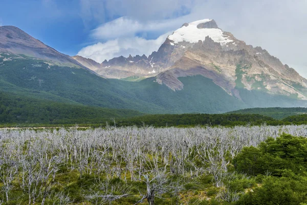 Floresta morta no Parque Nacional Los Glaciares na Argentina — Fotografia de Stock