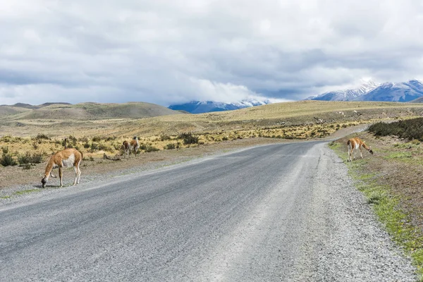 Lama guanaco curioso na estrada — Fotografia de Stock