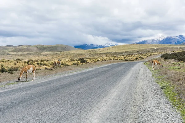 Neugieriges Guanaco-Lama unterwegs — Stockfoto