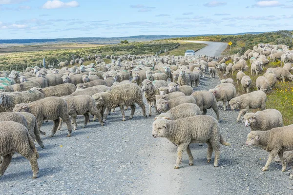 Rebanho de ovelhas na estrada em Tierra del Fuego — Fotografia de Stock