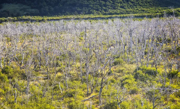 Floresta morta no Parque Nacional Los Glaciares na Argentina — Fotografia de Stock