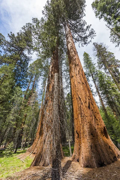 Árboles de secuoya gigantes en el Parque Nacional Sequoia — Foto de Stock