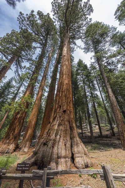 Árboles de secuoya gigantes en el Parque Nacional Sequoia — Foto de Stock