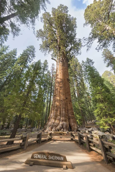 General Sherman secuoya gigante —  Fotos de Stock