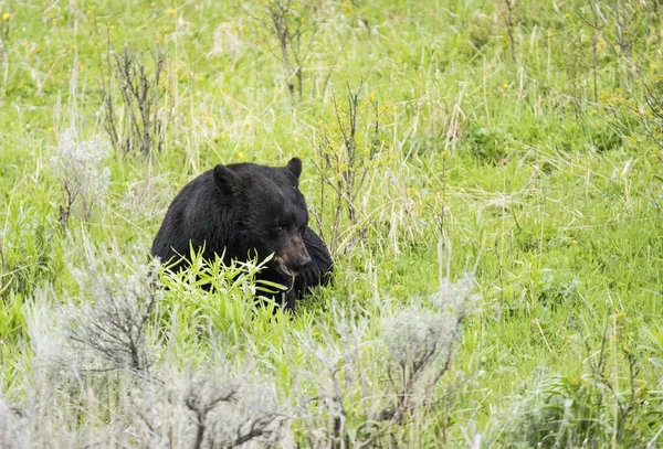 Černý medvěd v národním parku yellowstone — Stock fotografie