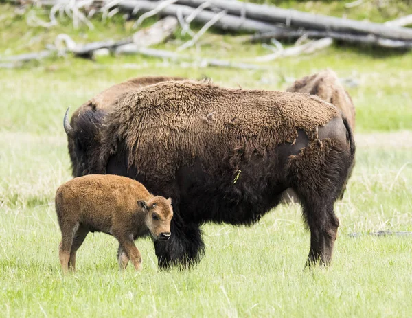 Mamá y bebé de búfalo en Yellowstone —  Fotos de Stock