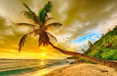 Denizin üzerinde güzel bir gün batımı Seyşeller adasındaki beyaz plajda tek bir palmiye manzarası, La Digue adası.. 