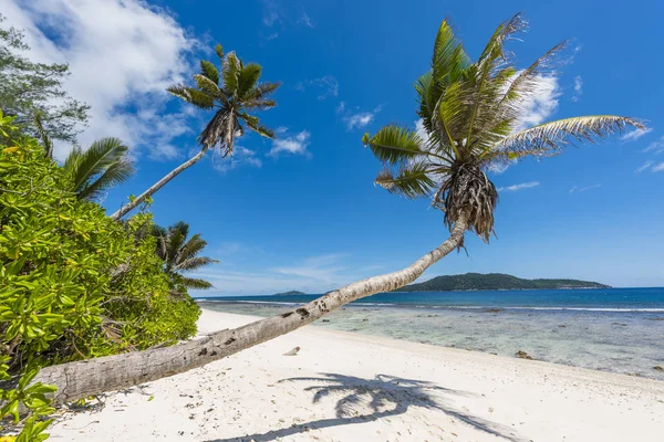 Bella Palma Sulla Spiaggia Anse Banane Isola Digue Seychelles — Foto Stock