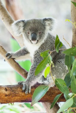 güzel koala ayısı (phascolarctos cinereus) oturma sakız ağacı dalı, victoria, Avustralya