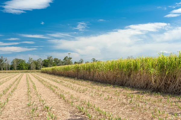 Australische Zuckerrohrplantage Teilweise Abgeerntet — Stockfoto