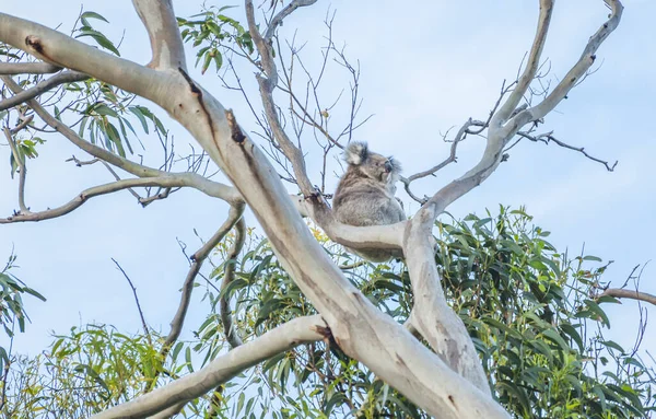 Bel Ours Koala Phascolarctos Cinereus Assis Sur Branche Gommier Victoria — Photo