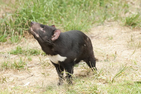 Tasmanischer Teufel Sarcophilus Harrisii Ist Ein Endemisch Australien Vorkommendes Vom — Stockfoto