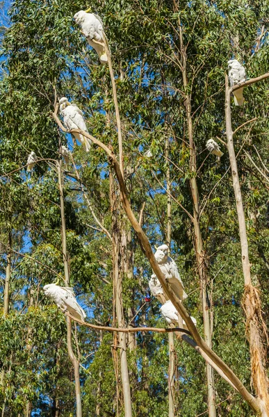 Wild Cockatoos Branch Seen Dandenong Ranges National Park Victoria Australia — Stock Photo, Image