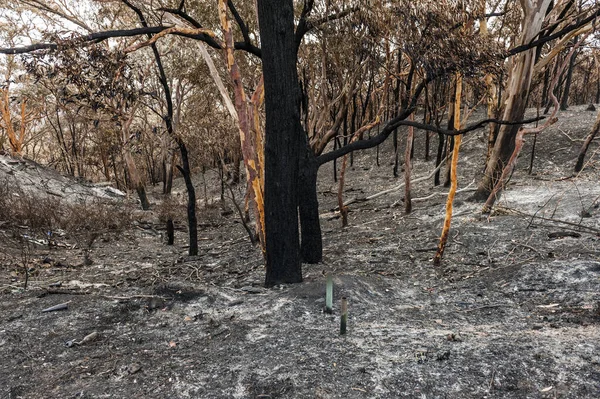 Australian Forest Serious Bushfire — Stock Photo, Image
