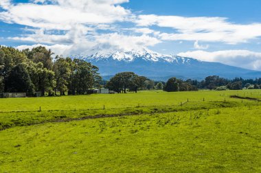 Yeni Zelanda 'nın güzel manzarası. Yeşil otlarla kaplı tepeler. Güçlü bir volkan dağı olan koyun sürüleri. Ruapehu karla kaplıydı. Yeni Zelanda