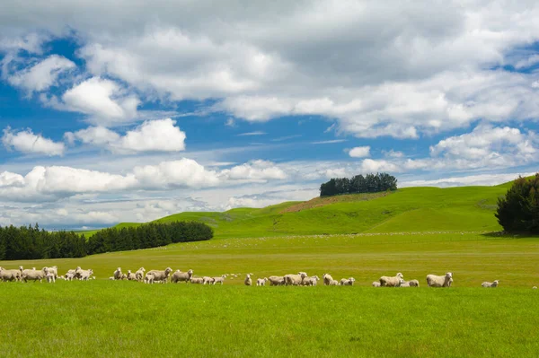 Vista Comum Nova Zelândia Colinas Cobertas Por Grama Verde Com — Fotografia de Stock
