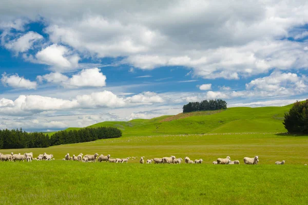 Vista Comune Nuova Zelanda Colline Coperte Erba Verde Con Mandrie — Foto Stock