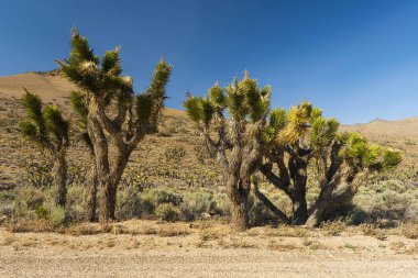 Birçok Joshua ağacı (yucca brevifolia) Kaliforniya çölünde yetişir, ABD. 