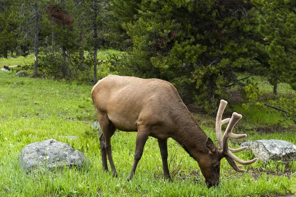 Young Elk Cervus Elaphus Canadensis Grand Teton National Park Usa — Stock Photo, Image