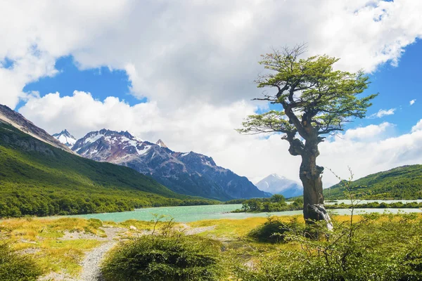 阿根廷Los Glaciares国家公园Laguna Nieta冰川湖的树木 — 图库照片