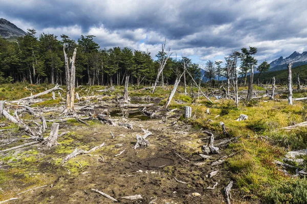 Forêt Morte Dans Parc National Los Glaciares Argentine — Photo