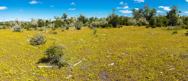 Prairie Pleine Fleurs Jaunes Fleurs Dans Terre Feu Argentine Panorama — Photo