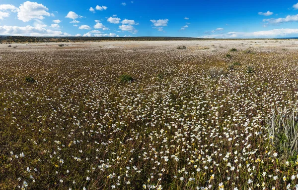 Луг Полный Цветущих Белых Цветов Маргаритки Огненной Земле Аргентине Панорама — стоковое фото