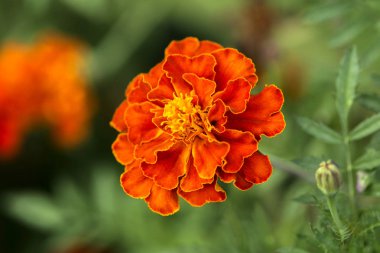 Kadife çiçeği çiçek yakın çekim