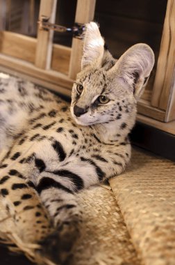 Güzel Ripley evde beslenen hayvan Serval