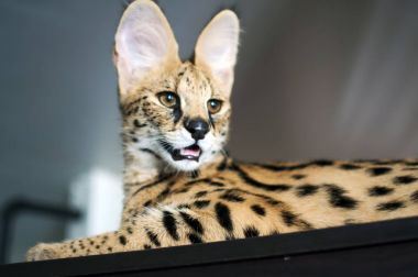 Erkek serval (leptailurus serval) dikkat kedi.