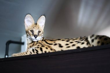 Dolabın üstüne oturan erkek serval kedisi (leptailurus serval).