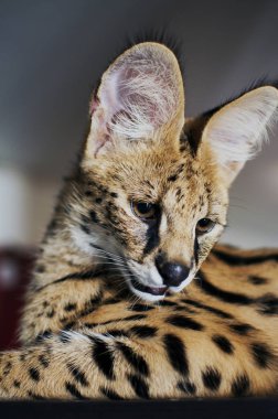 Erkek serval (leptailurus serval) kedi görünüyor.