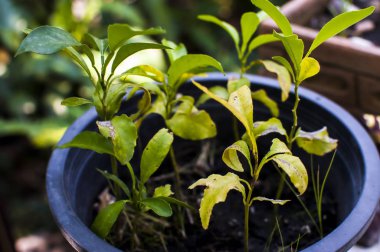 Siyah bir tencerede portakal ağacı fidan.