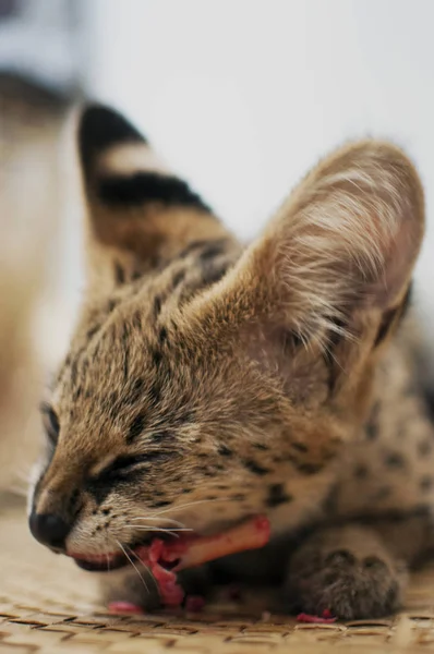 Kvinnliga serval cat (leptailurus serval) äta/njuter av ben (sidovy) på vävd matta. — Stockfoto