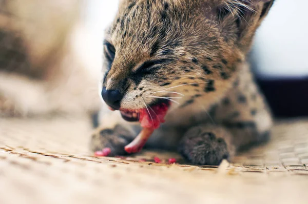 Женщина сервал кошка (leptailurus serval) ест / наслаждается кости (половина вид сбоку ). — стоковое фото