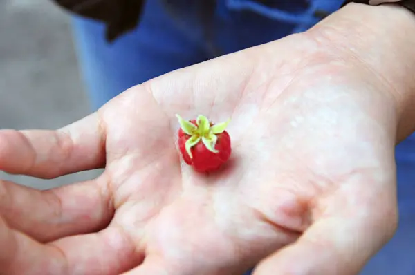 梨花でシングルワイルドラズベリー手のひらを開く. — ストック写真