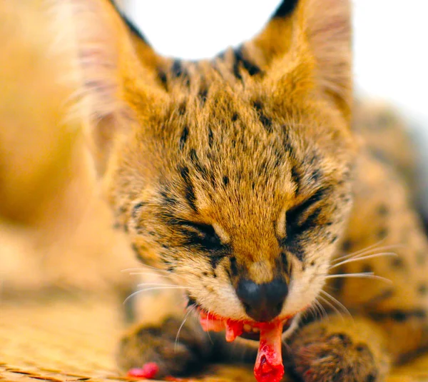 Кошка-сервал (leptailurus serval) ест / наслаждается костью (вид спереди) на тканом коврике . — стоковое фото