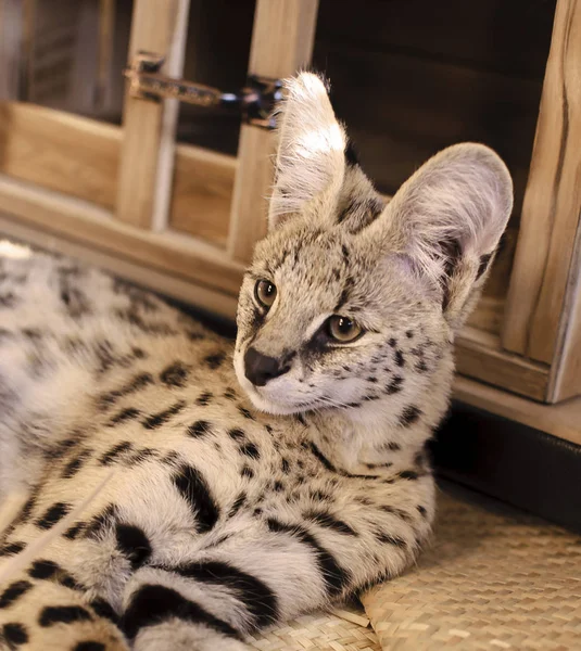 Ripley portresi güzel kadın evde beslenen hayvan serval kamera doğru seyir yalan.