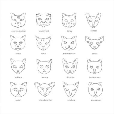 Kedi doğurmak Icon set anahat