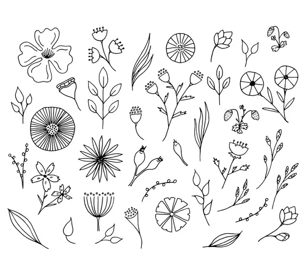 Eléments floraux dessinés main. Fleurs doodle isolées . — Image vectorielle