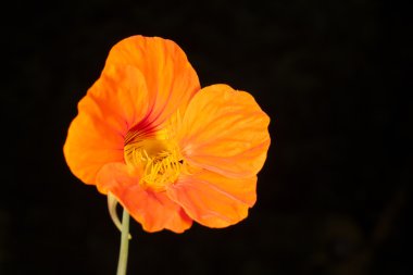 siyah bir arka plan üzerinde Nasturtium makro