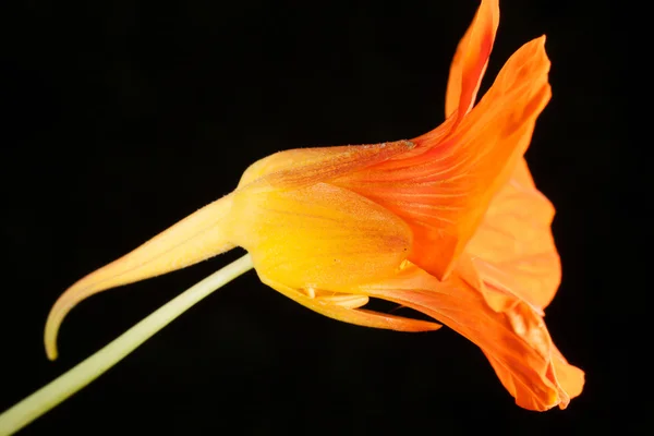 Nasturtium macro on a black background — Stock Photo, Image