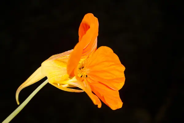 Nasturtium macro on a black background — Stock Photo, Image