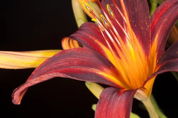 Day lily on a black background — Stock Photo, Image