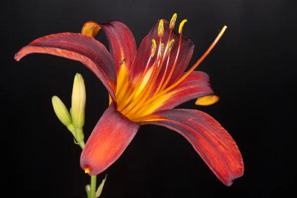 Day lily on a black background — Stock Photo, Image