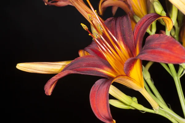 Day lily on a black background — Stock Photo, Image