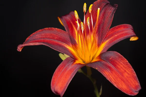 Day lily on a black background — Stock Photo, Image