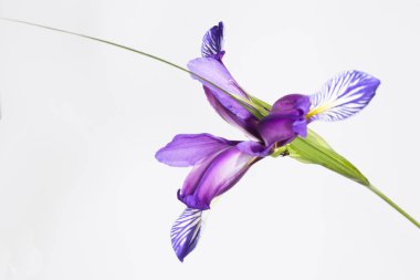 Beyaz zemin üzerine Japon süsen