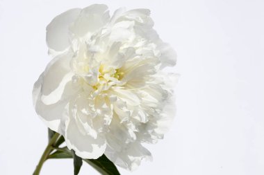 Beyaz Şakayık çiçek açması makro