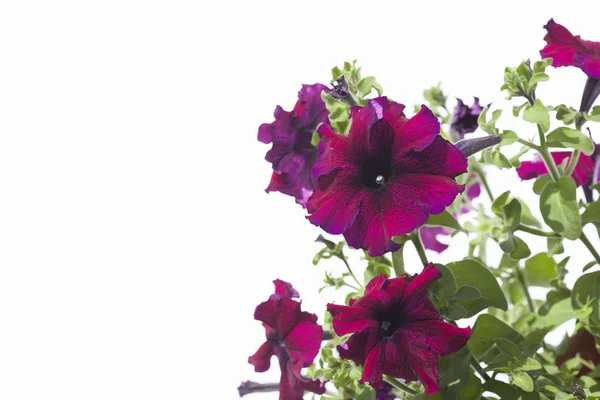 Petunia on a white background — Stock Photo, Image
